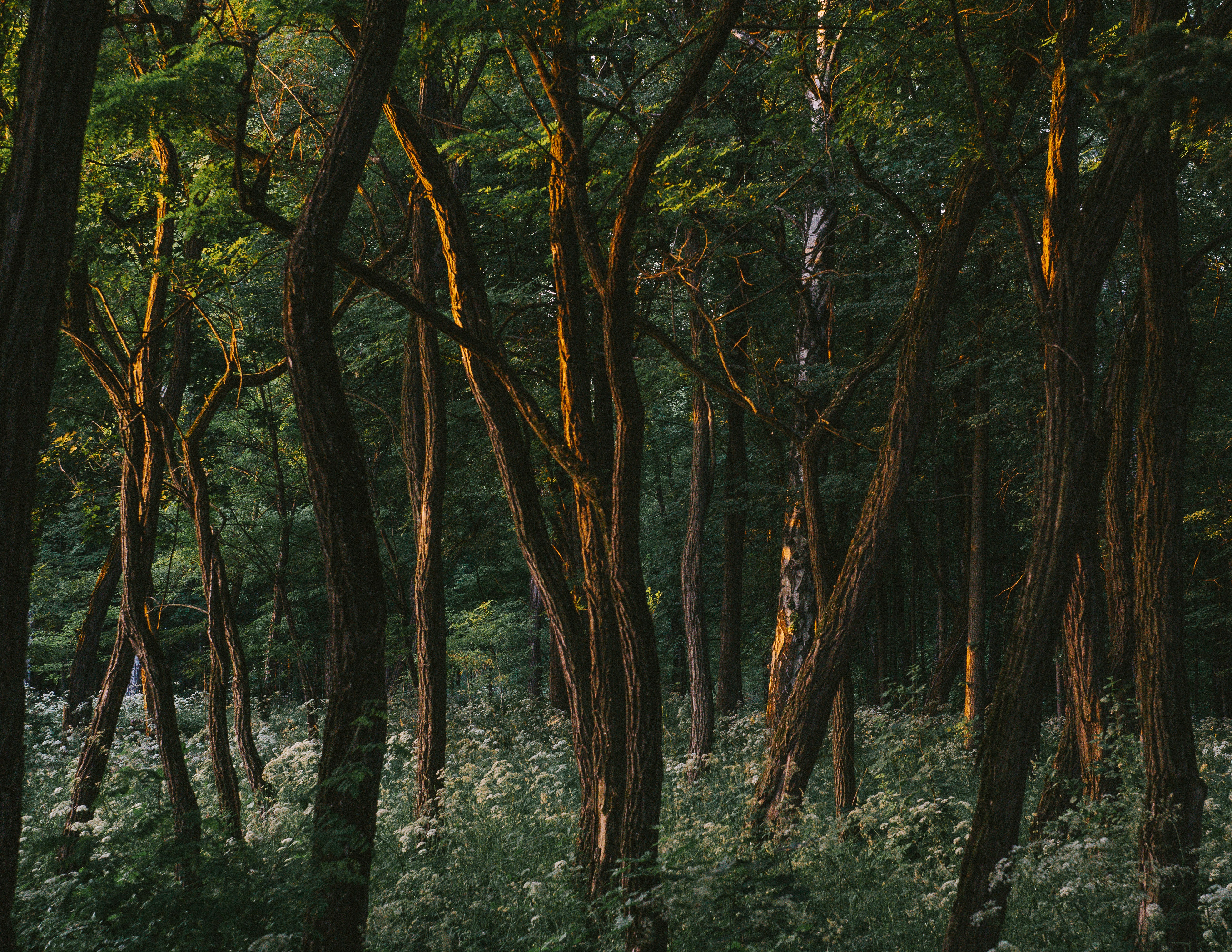 A contemplative forest path with sunlight filtering through the trees